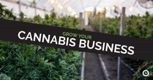 Marijuana Dispensary SEO